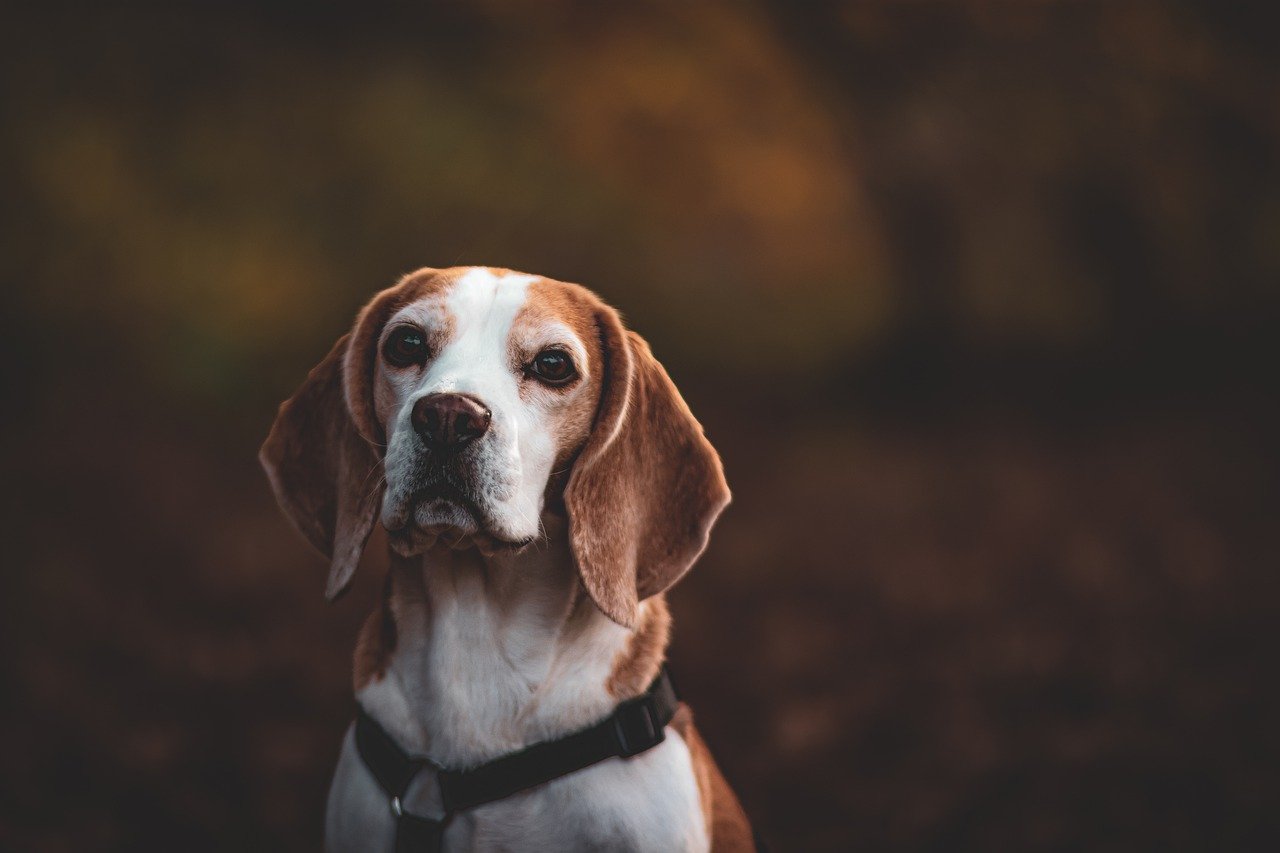 How to Teach Your Dog to Play a Musical Instrument